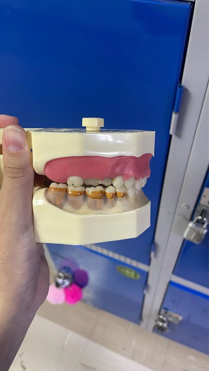 Manequim de periodontia  - Foto 3