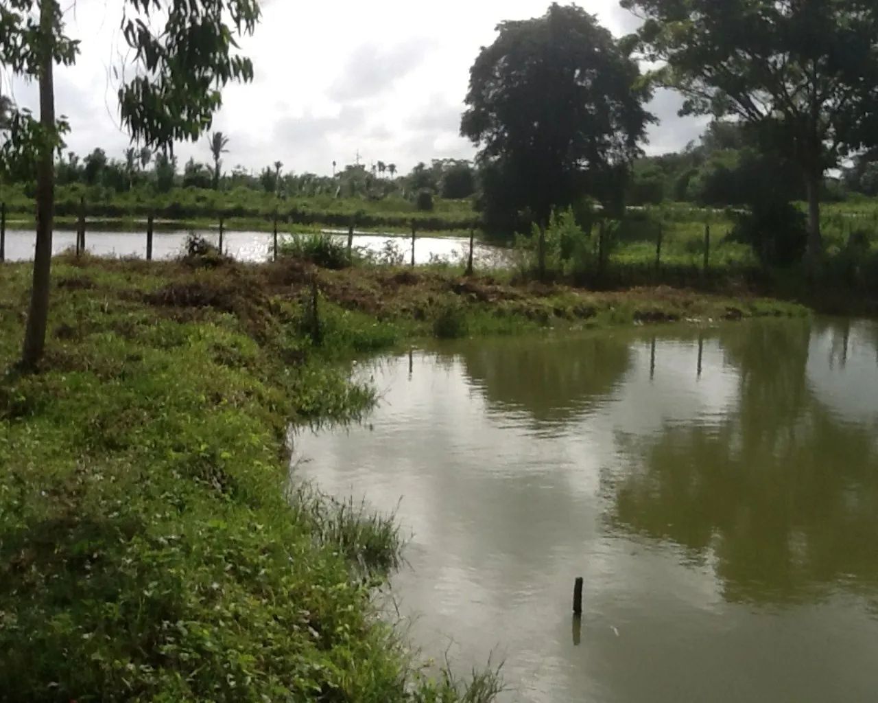 FAZENDA RURAL em Arari - MA, Brito - Foto 5