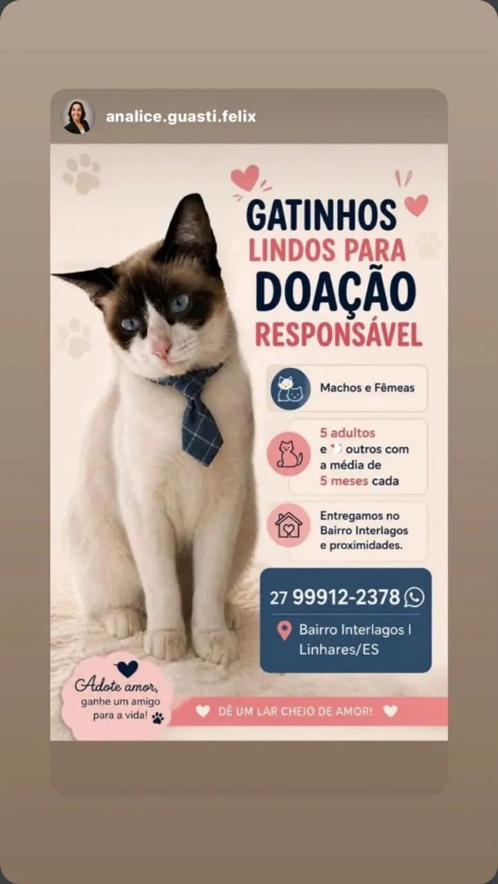 DOAÇÃO GATINHAS E GATINHOS - Foto 4