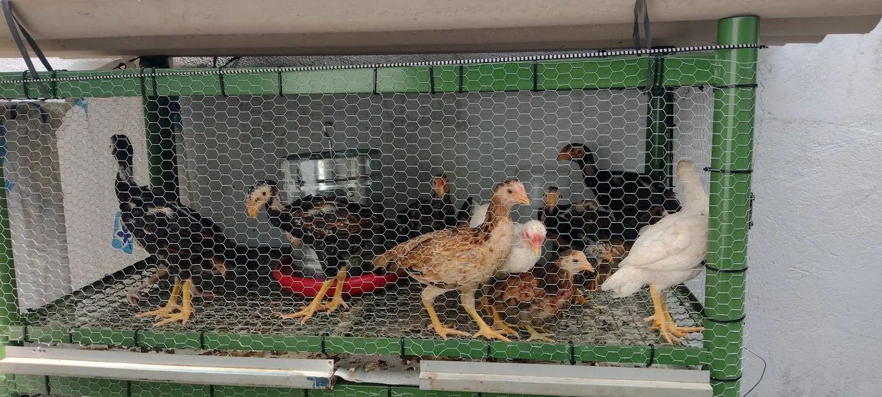 Pintinhos mestiço de índio e Galizé! - Foto 5