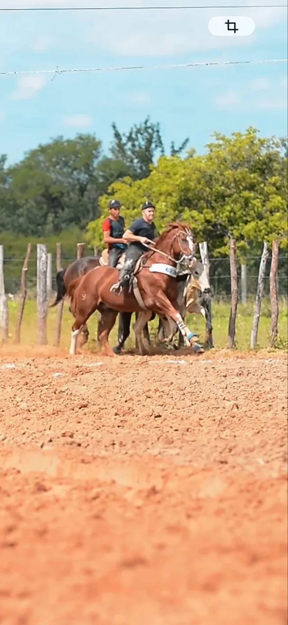 Cavalo quarto de milha vaquejada esquerda - Foto 4