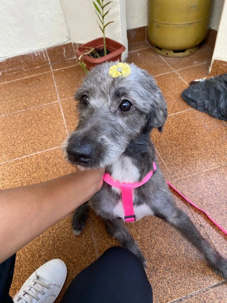 Adoção Responsável  - Foto 3