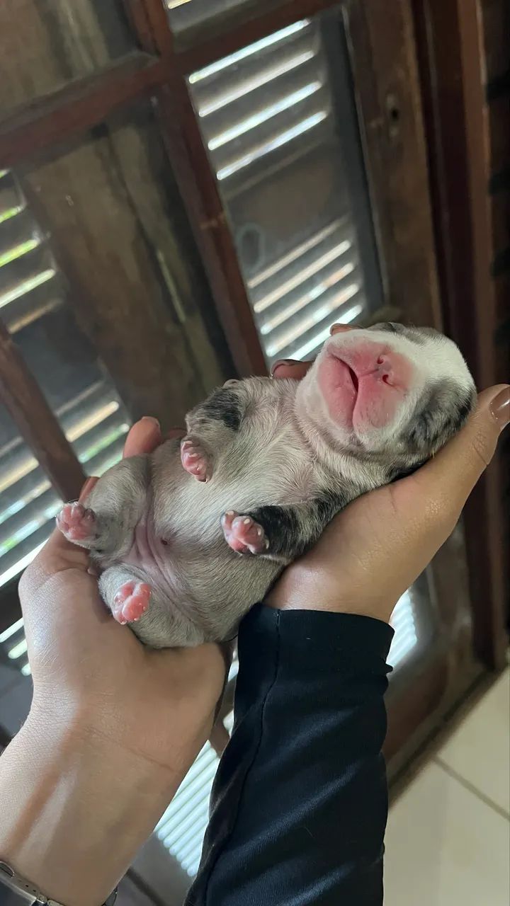 Filhotes de buldogue francês  - Foto 4