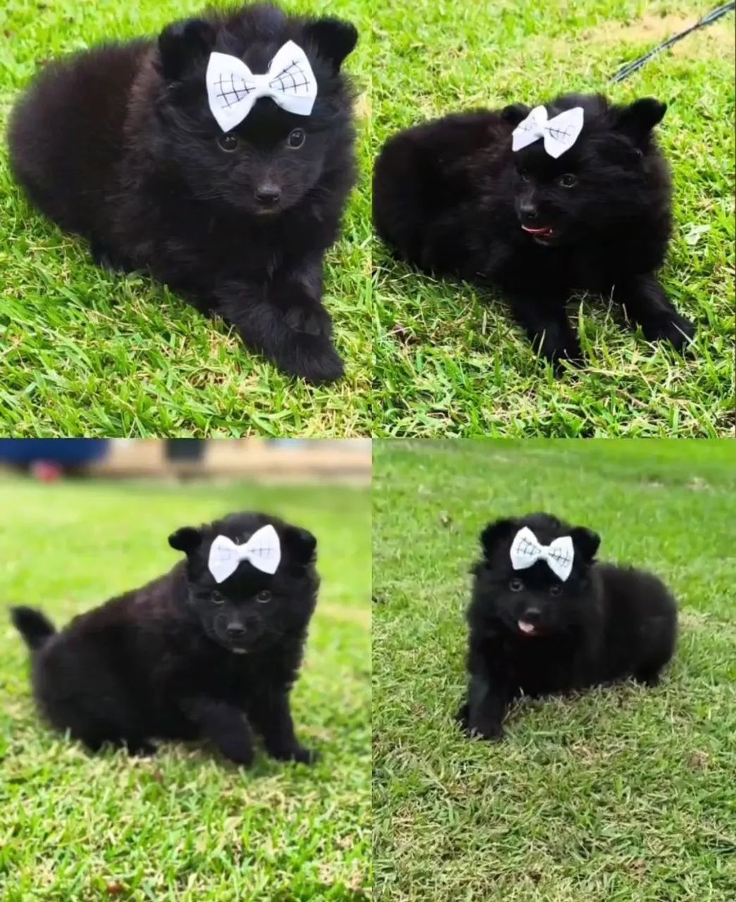 SPITZ ANÃO  - Foto 4