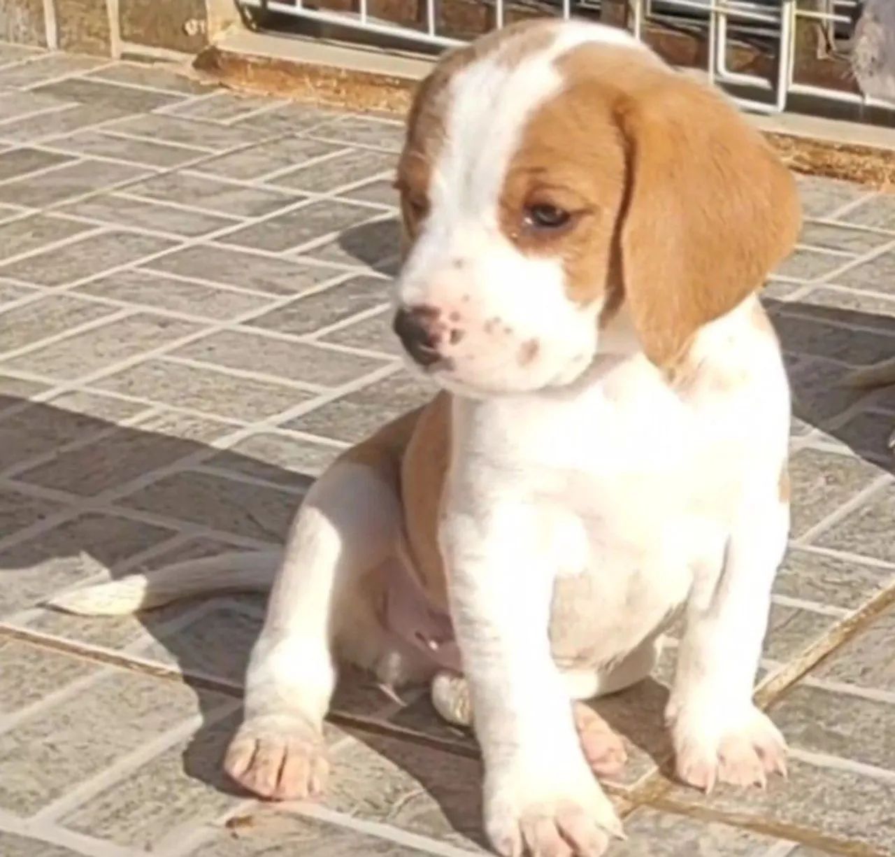 Beagle - Foto 3