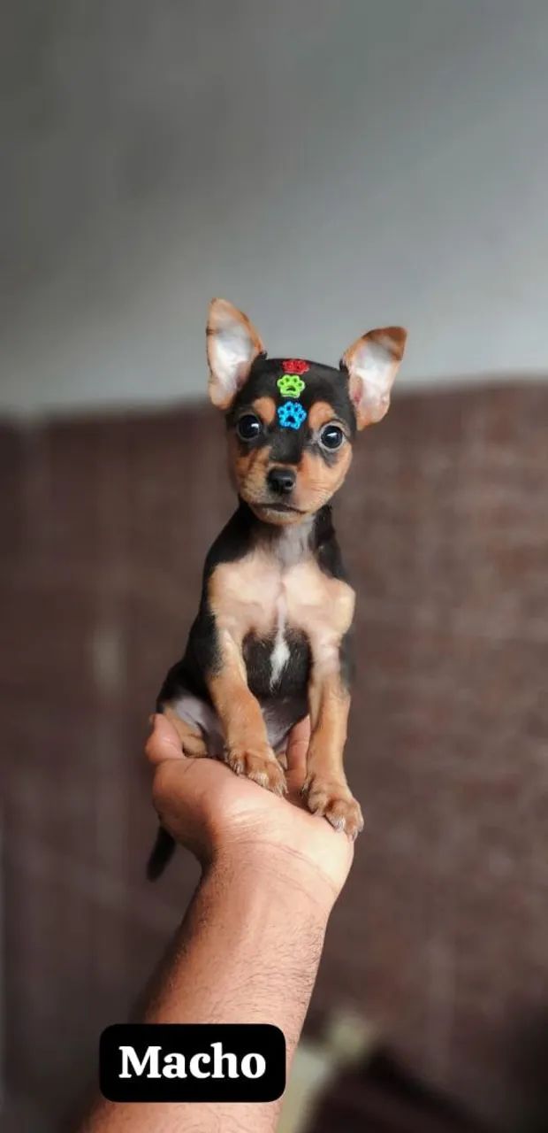 ? Lindos Filhotes de Pinscher