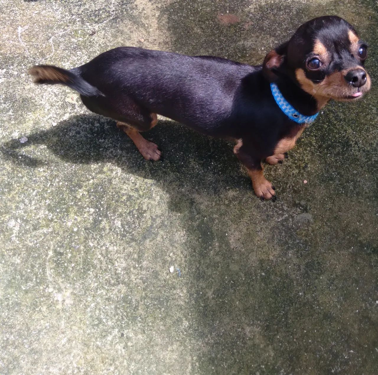 Vendo pinscher 01 macho 