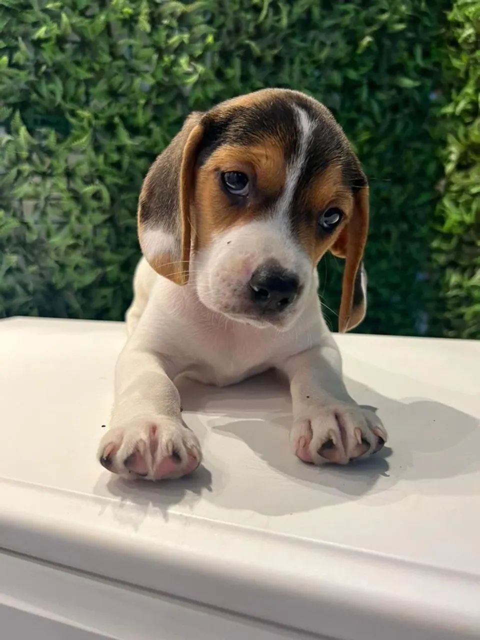 Beagle amoroso lindo 