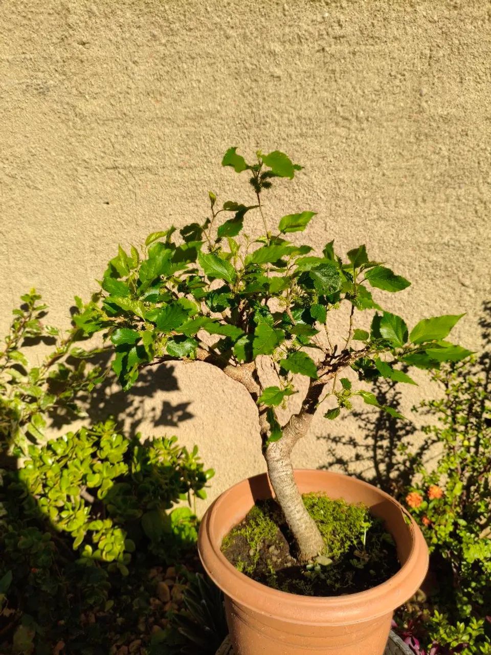 Bonsai de amora  - Foto 2