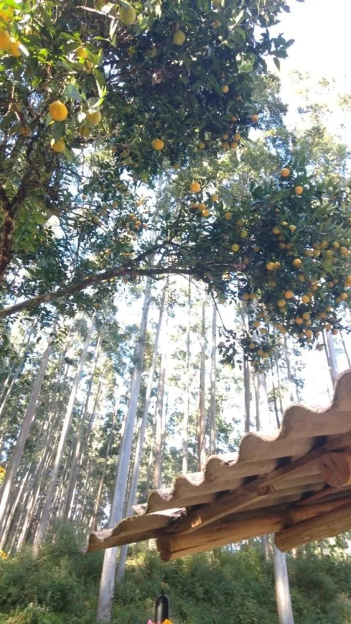 Sítio / Chácara para Venda em São Bonifácio, Centro - Foto 3