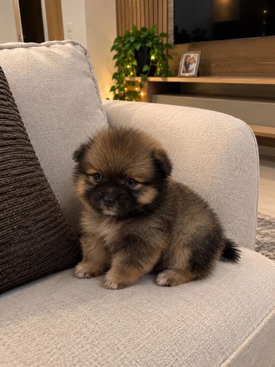 Spitz ( Lulu da pomerania )