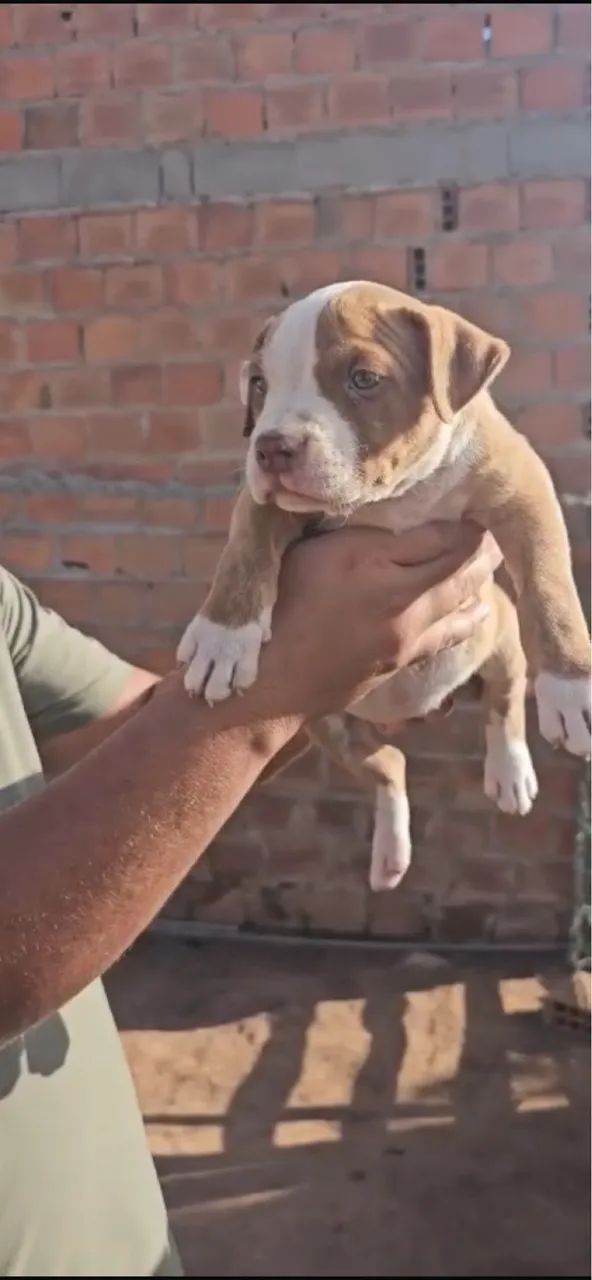 Pit moster  - Foto 2