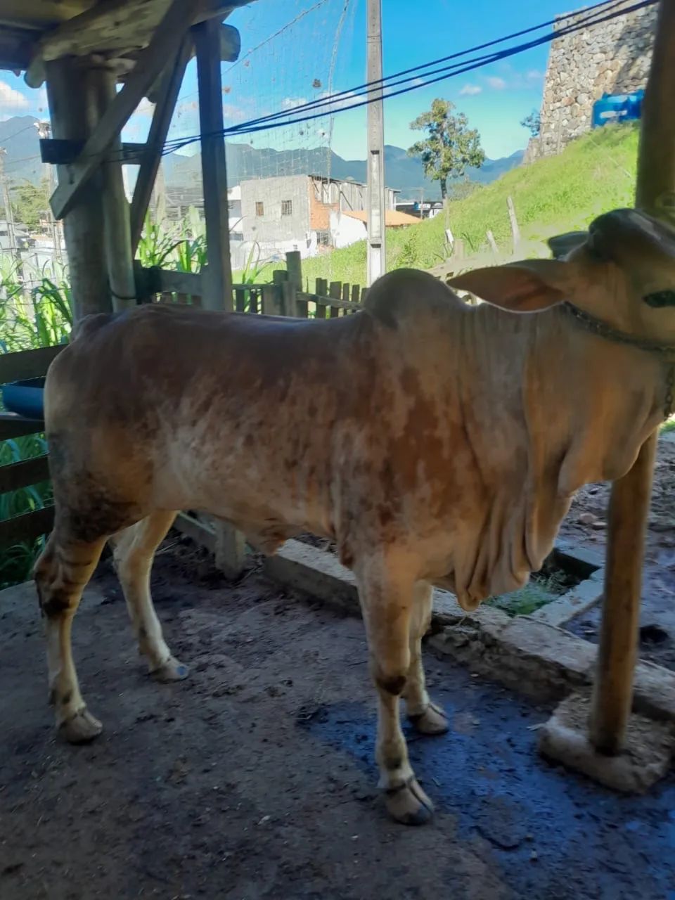 Novilha  - Foto 2