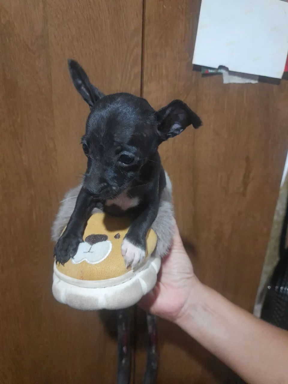 Pinscher número 1 - Foto 2