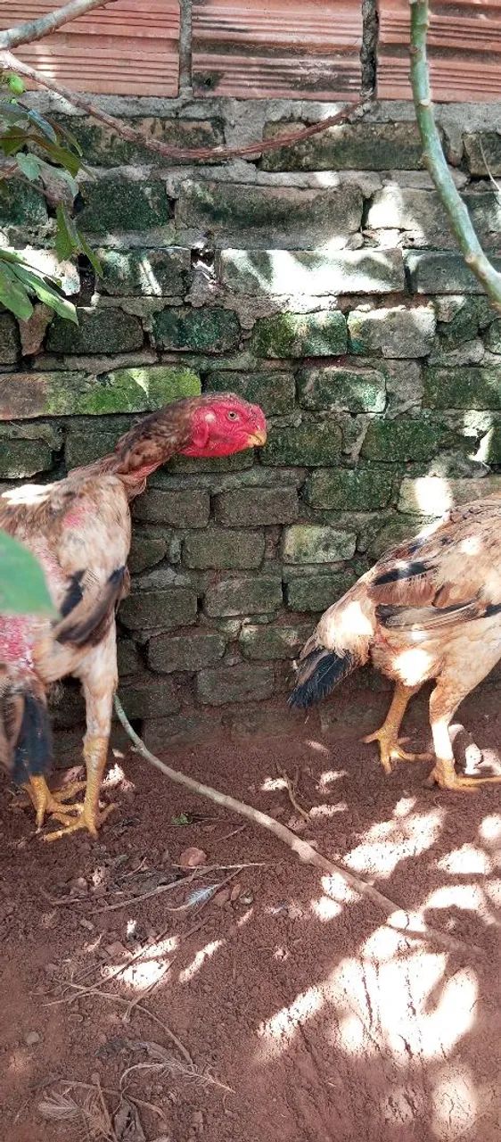 Galo bico curto e galinhas bico curto  - Foto 5