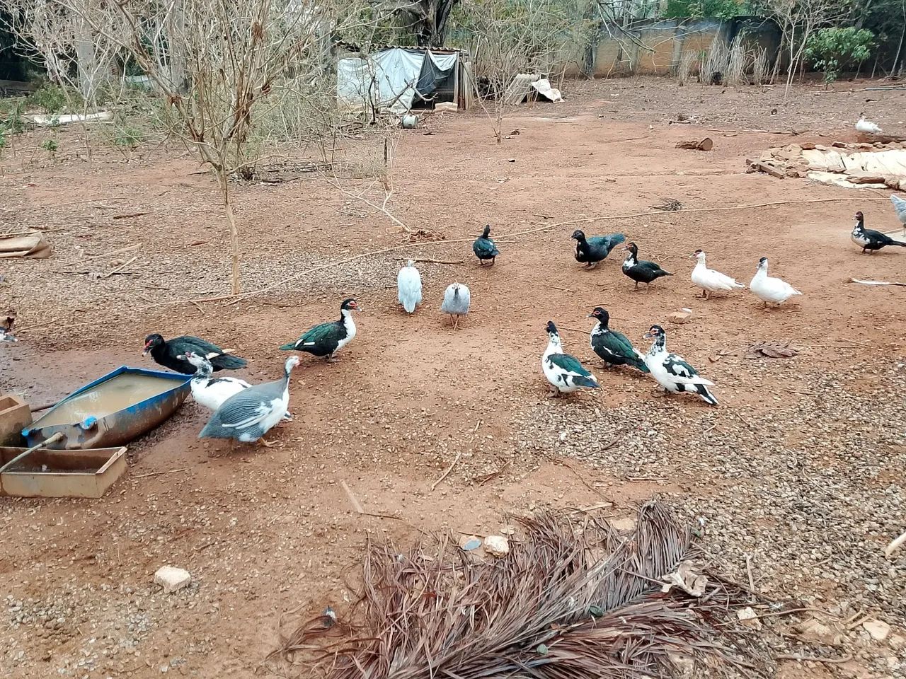 Vendo patos e galinhas. - Foto 5