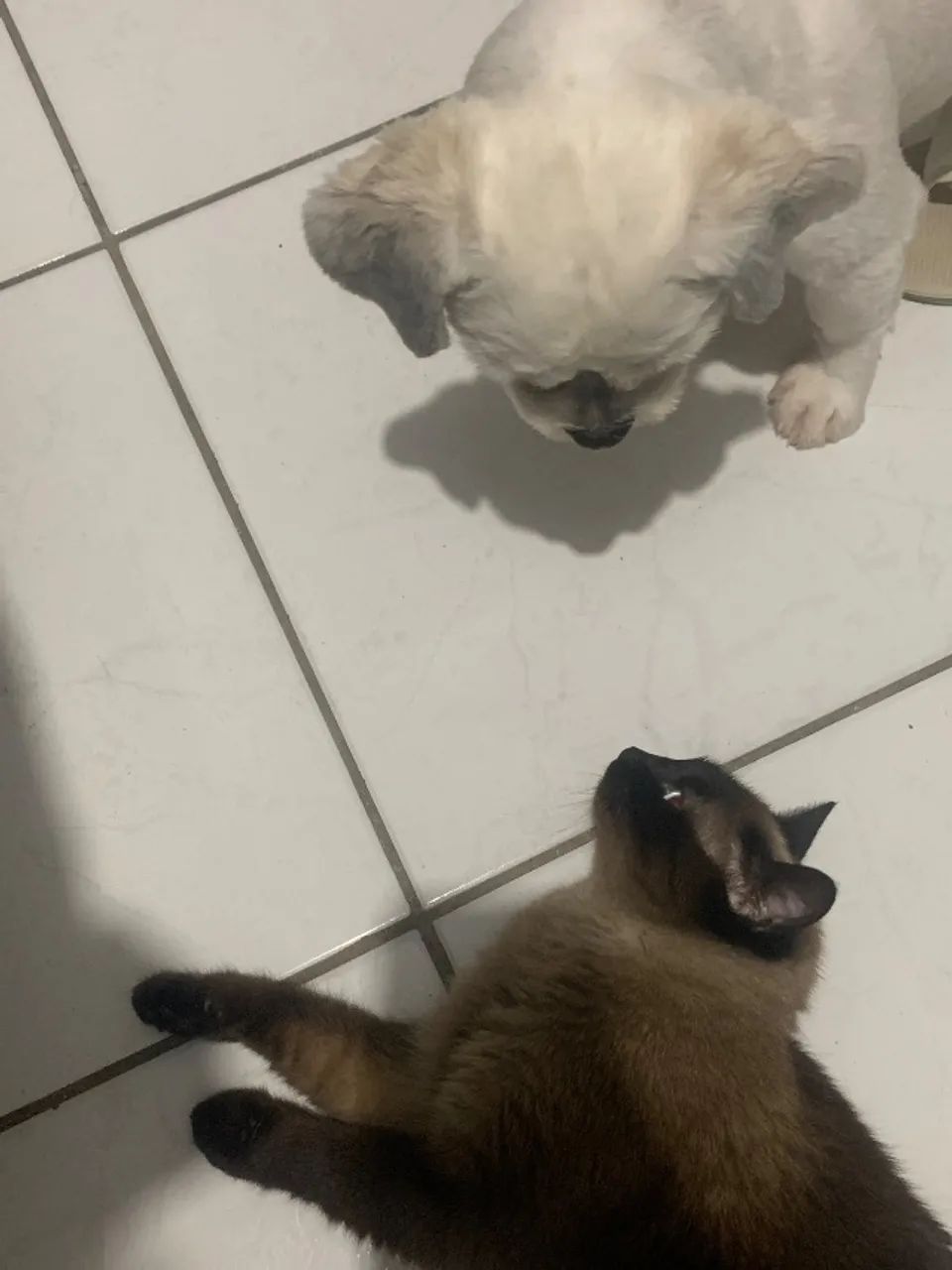 Doação de cachorro  - Foto 3