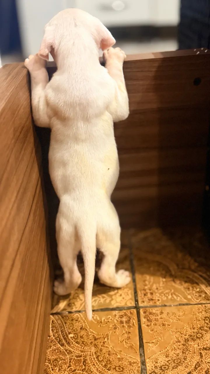 Lindos Fihotes Dogo Argentino - Foto 5