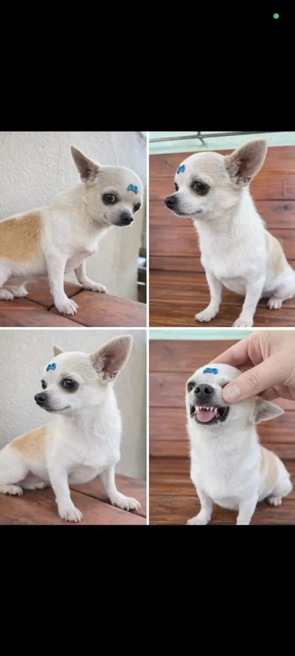 Chihuahua Macho mini