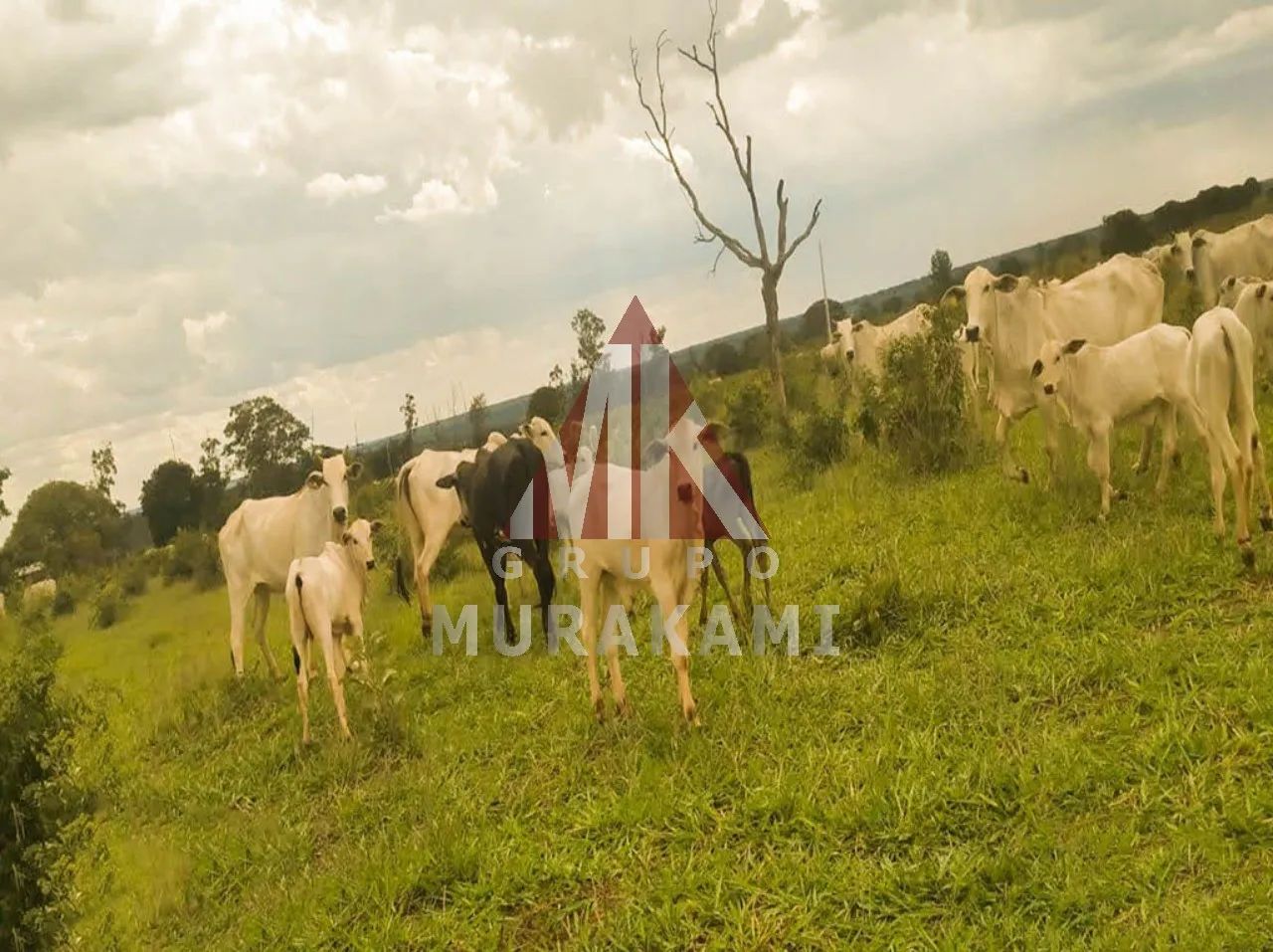 FAZENDA - CAMPO GRANDE - MS - Foto 5