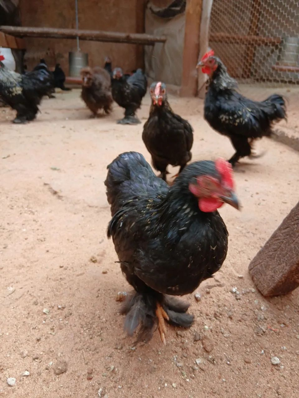 Mini cochim - Foto 3