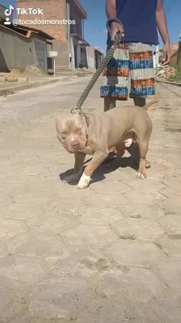 Pitbull Macho 6 meses  - Foto 3