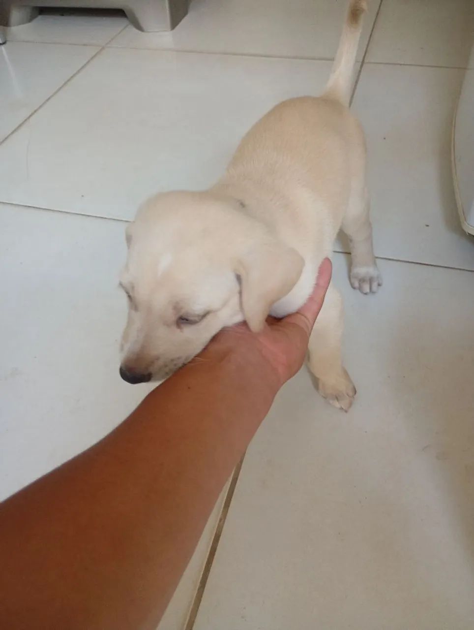 Doação de cães  - Foto 2