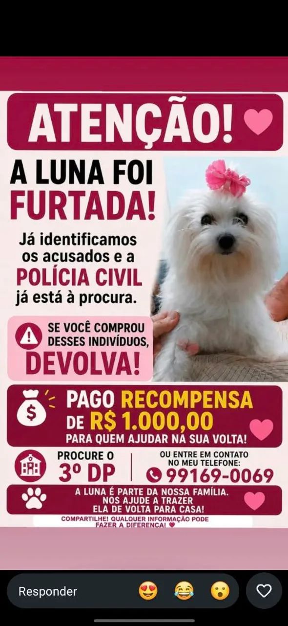 Cachorra roubada