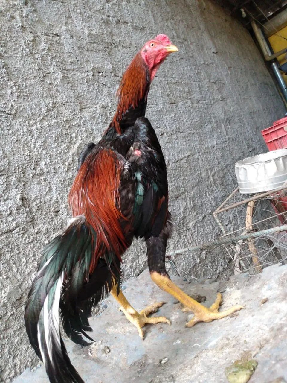 Frango Tailandes 