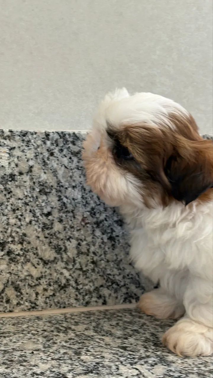 Shih tzu macho  - Foto 4