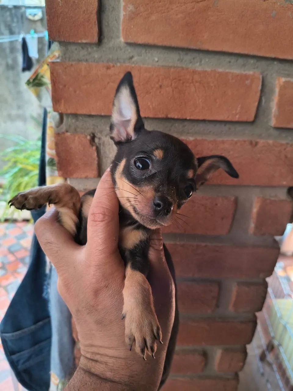 Pinscher mini zero 