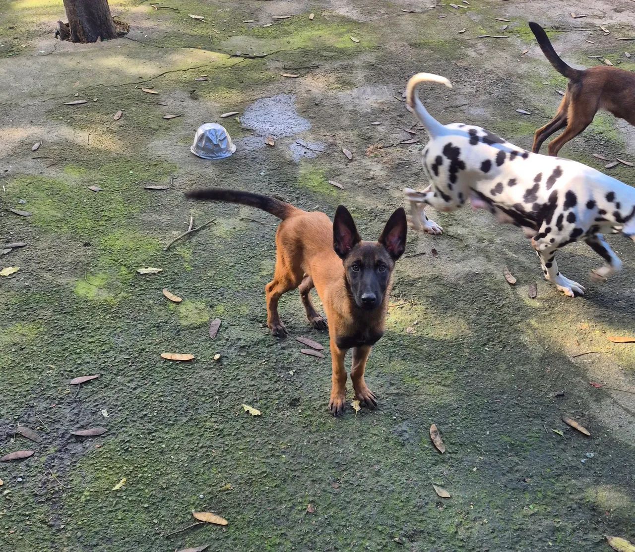 PASTOR Belga de Malinois - Foto 4