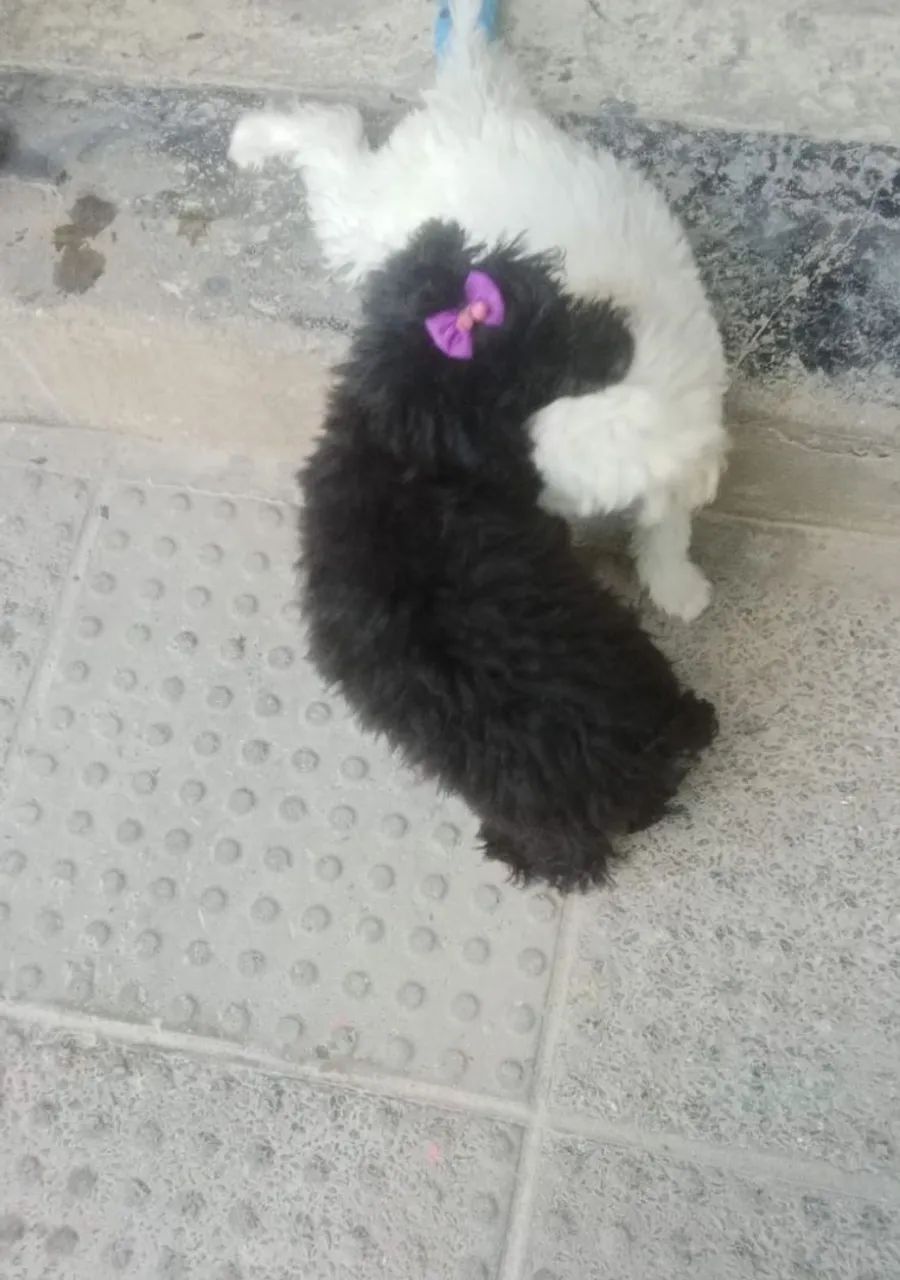 Cachorra a venda - Foto 2