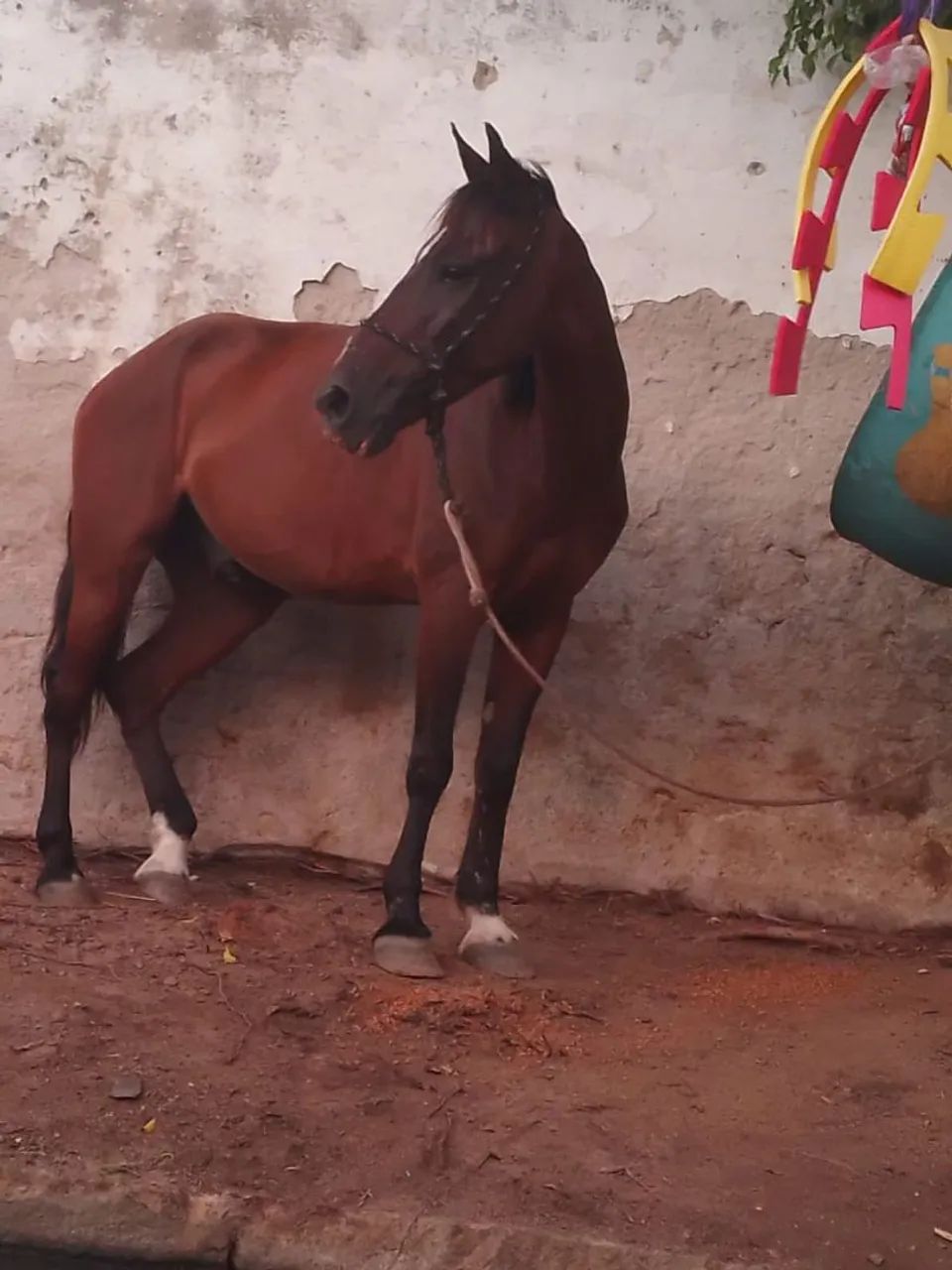 Cavalo ?  bom prá  passear correr  - Foto 3