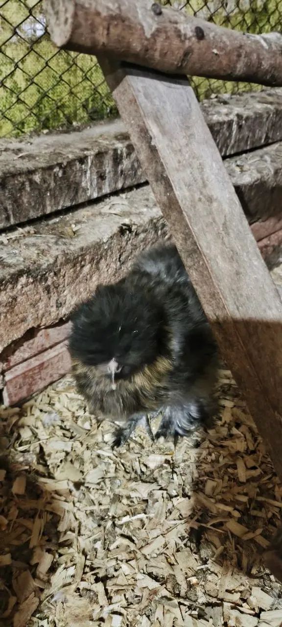 Vende - se franguinhos sedosos  - Foto 4