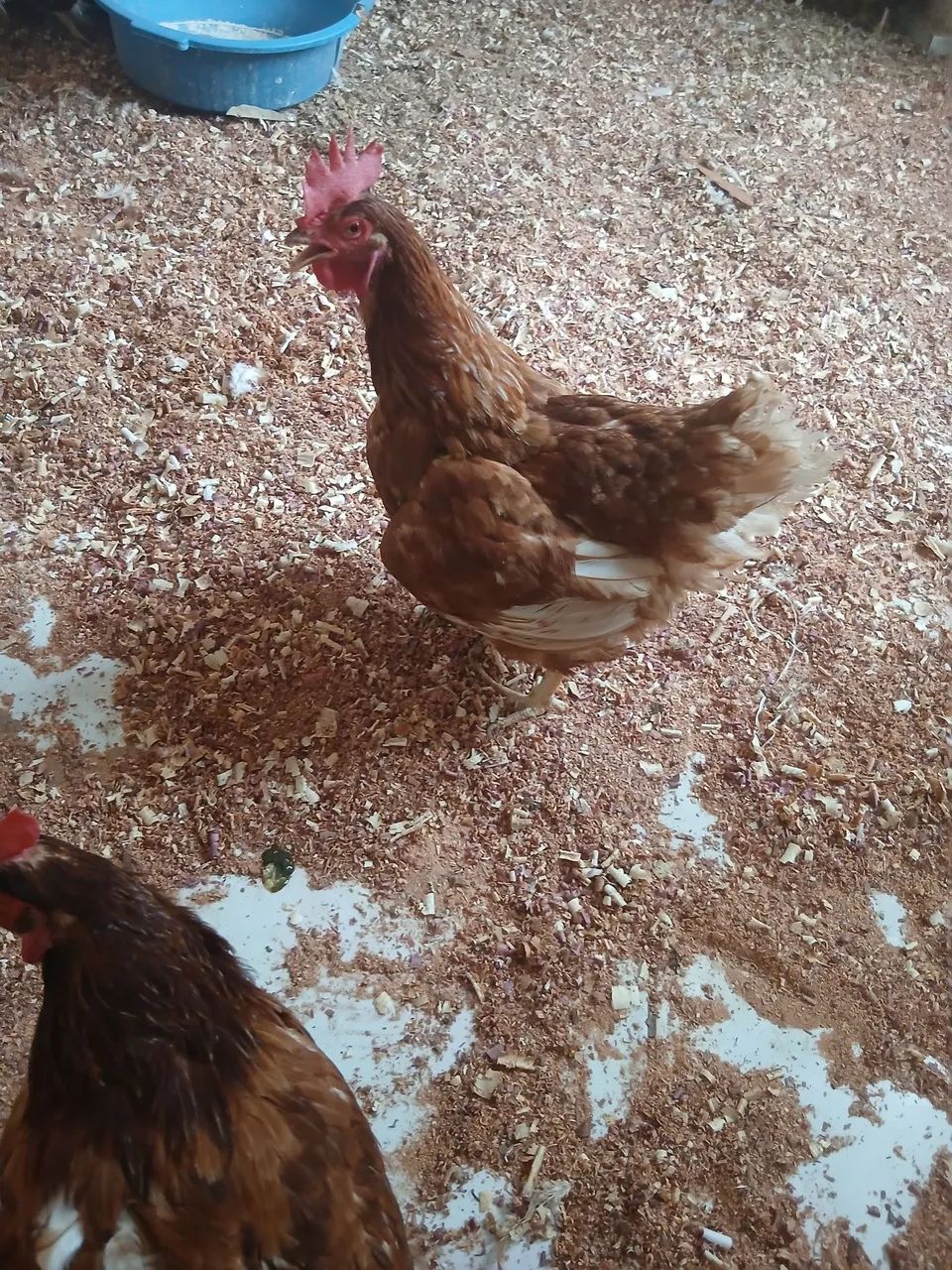 Galinhas vivas e abatidas 25.00 promoção temos galos , patos , frangos  - Foto 3