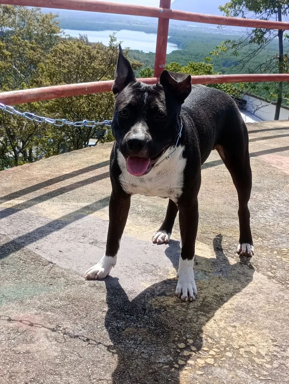 Vendo ou Troco - Foto 5