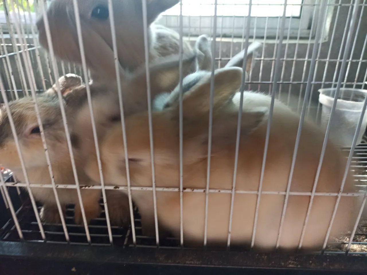 Mini coelhos