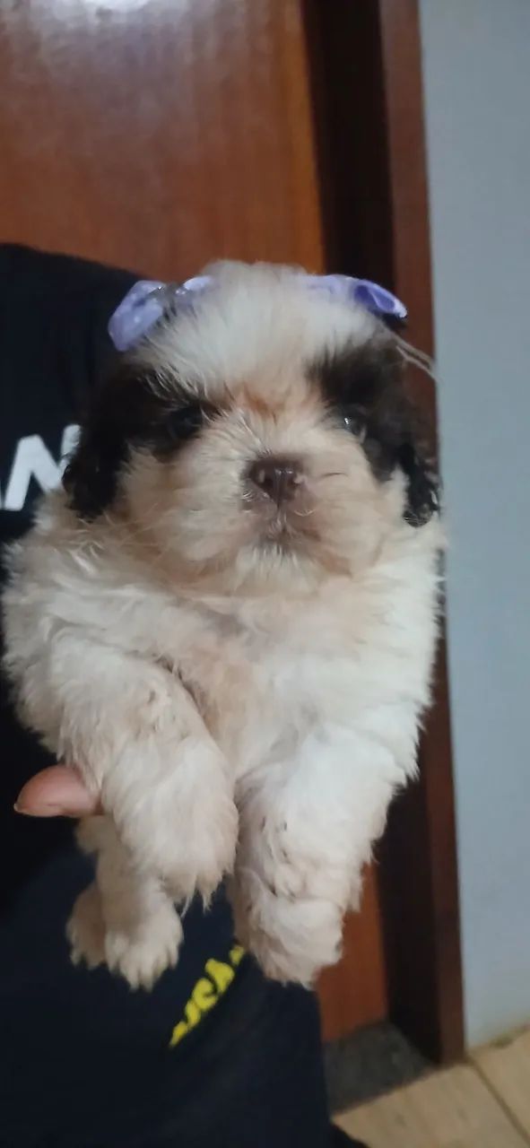Shitzu macho disponível 