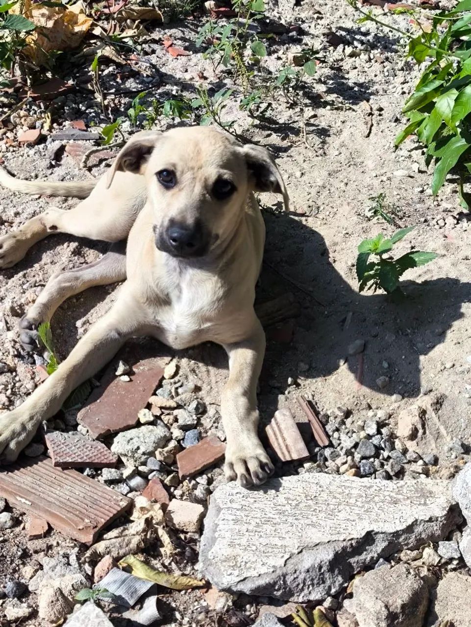 Adoção responsável  - Foto 2