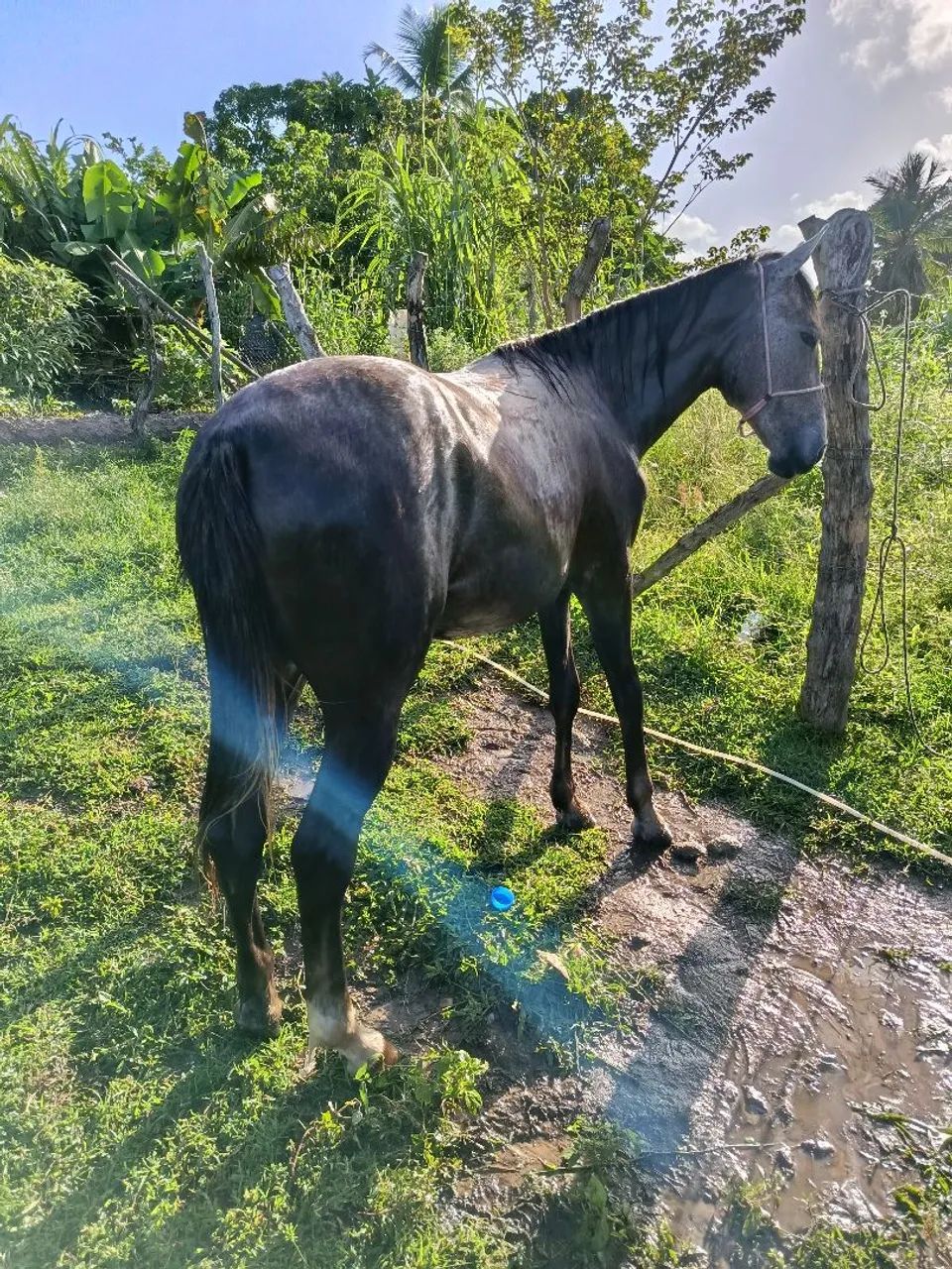 Potra mestiça com muita raça com apenas 1 ano  