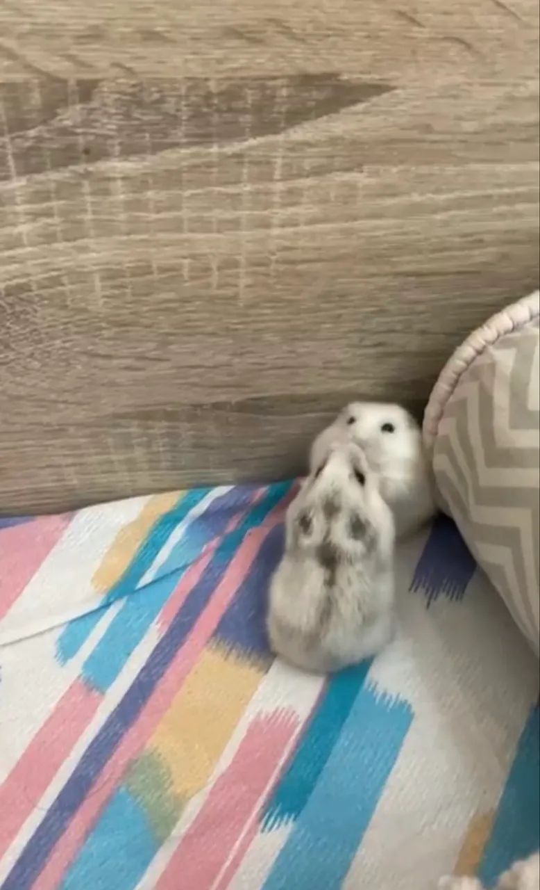 Gaiola de hamster e hamster  - Foto 4