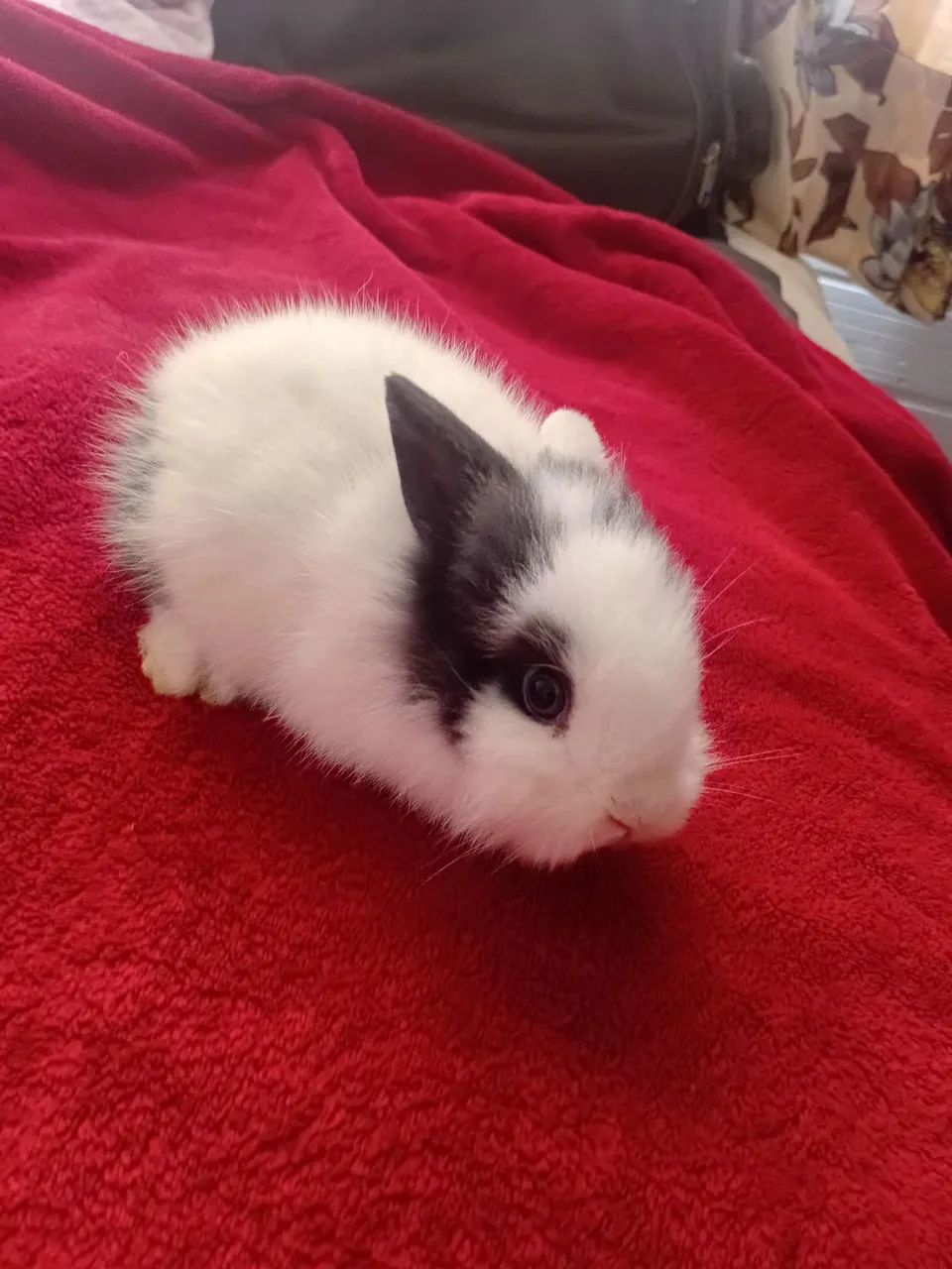 Mini coelhos de raça  - Foto 2