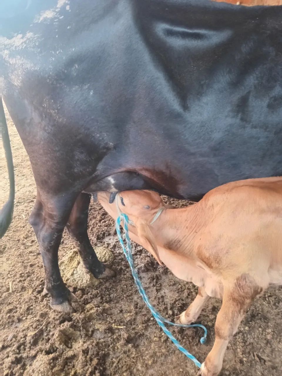 Vendo essa vaca  - Foto 2