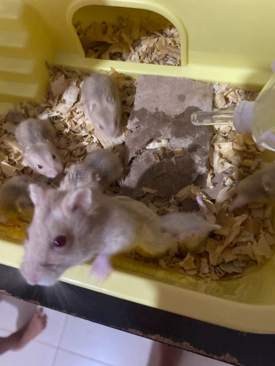 Hamster filhotes  - Foto 3