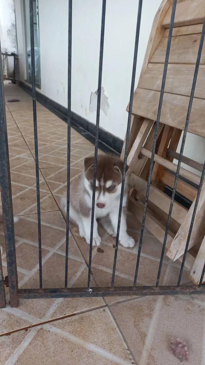 Filhotes de husky Siberiano - Foto 3
