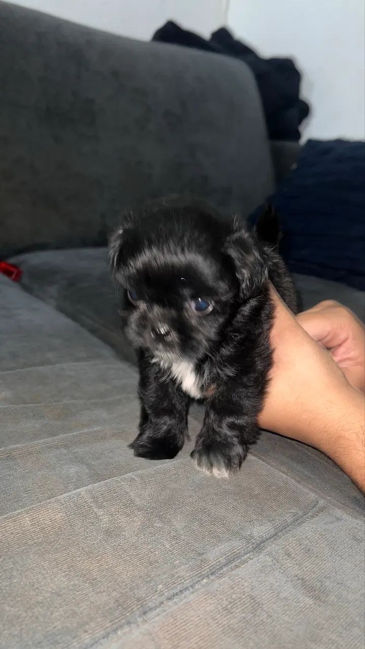 Cachorros  - Foto 5