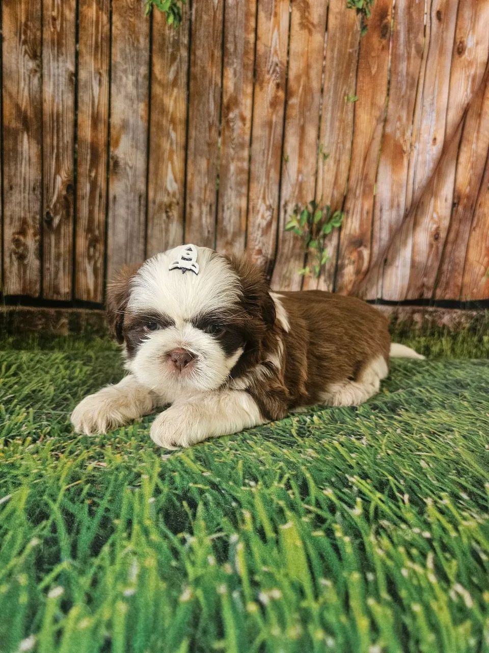 Shihtzu macho promoção 