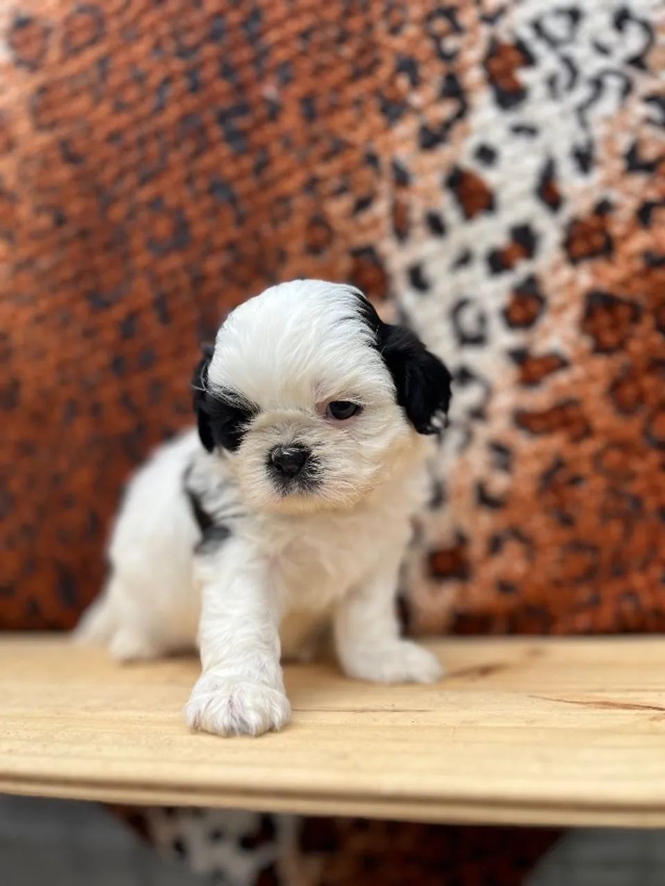 Shih tzu  - Foto 3