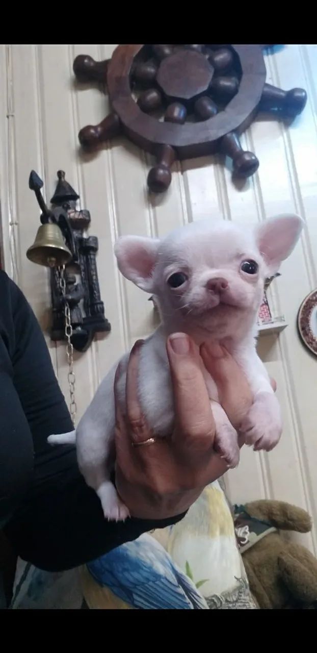 filhote de chihuahua - Foto 2